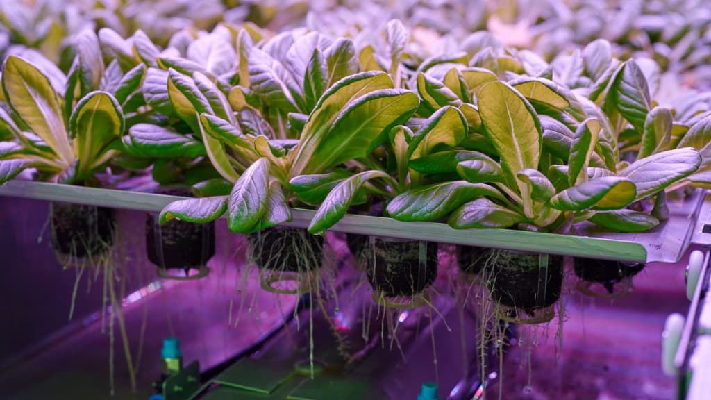 Farm plants